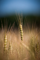 20120521_agricultural_scenes_0002