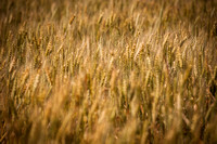20120521_agricultural_scenes_0014