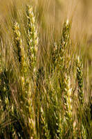 20120521_agricultural_scenes_0003