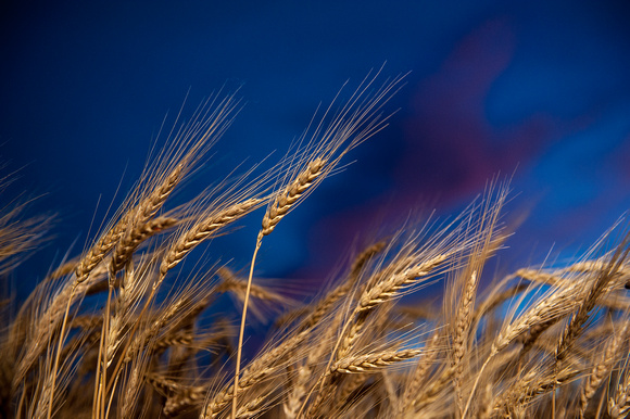 20130626_wheat_0047