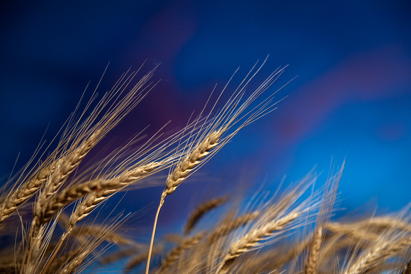 20130626_wheat_0049