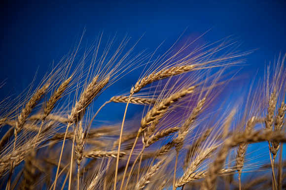 20130626_wheat_0051
