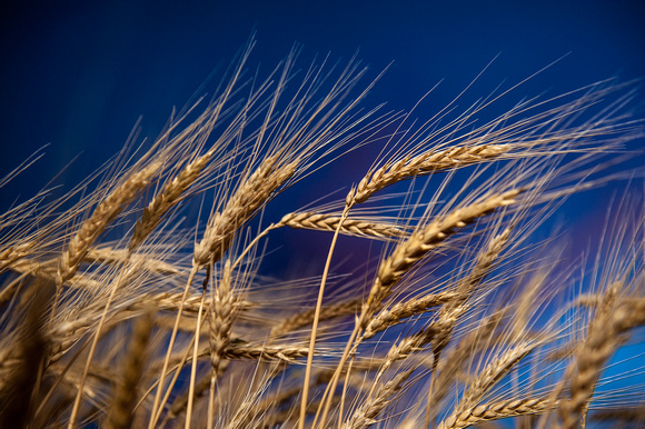 20130626_wheat_0050