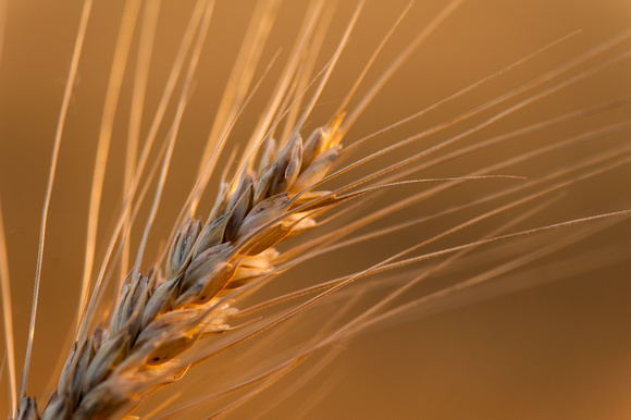 20130626_wheat_0022