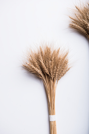 University Collections - Wheat Innovation Lab (49 of 108)